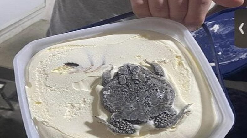 Woman finds a frog in her Blue Bell Ice Cream