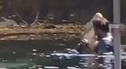 Florida man dances with alligator in the water