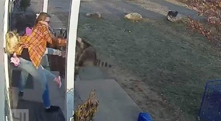 Mother beats raccoon who attacked her five year old daughter