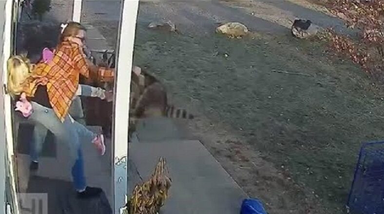 Mother beats raccoon who attacked her five year old daughter