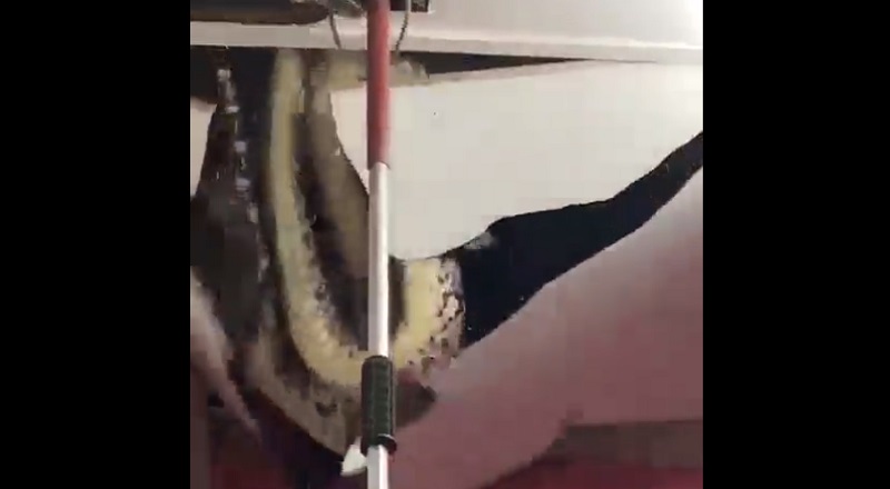 Massive snake falls through home's ceiling terrifying family