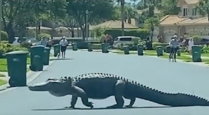 Gigantic alligator seen crossing street of Florida neighborhood