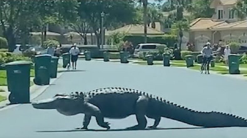Gigantic alligator seen crossing street of Florida neighborhood
