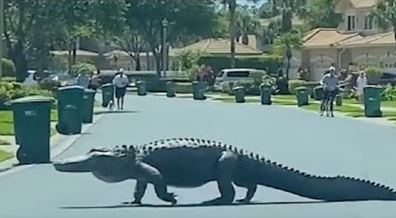 Gigantic alligator seen crossing street of Florida neighborhood