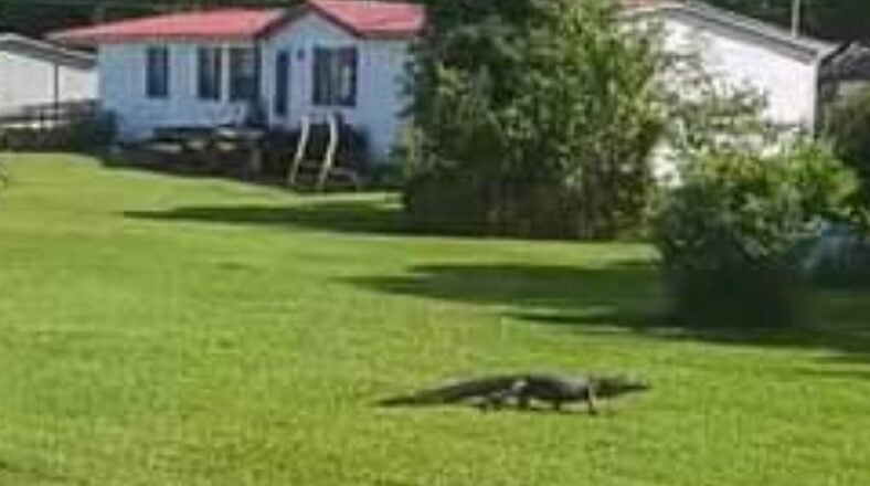Alligator spotted walking through North Carolina yard