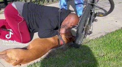 Man performs CPR on a dog and saves its life