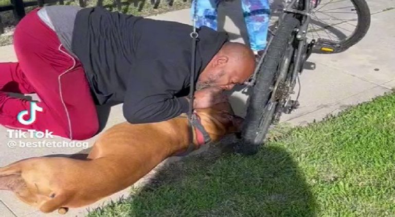 Man performs CPR on a dog and saves its life