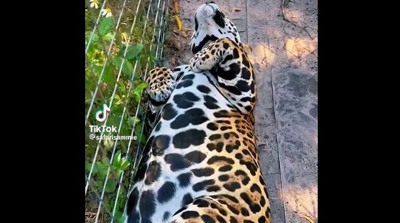 Tiger lays flat on its back while a woman rubs its belly