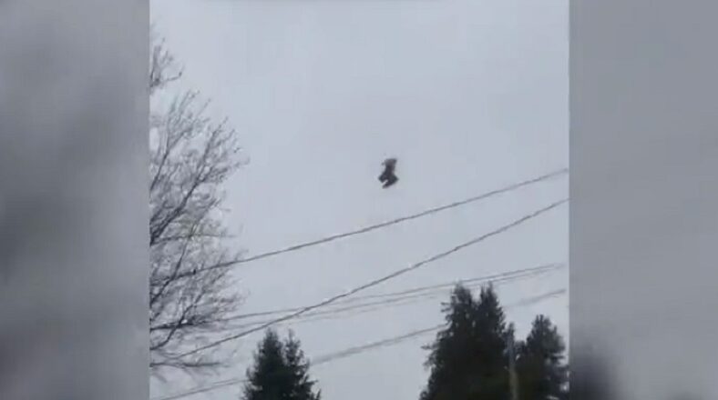 Bird is seen not flying or moving in the sky
