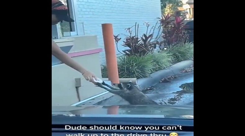 Raccoon walks in Dunkin drive-thru and gets a donut