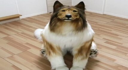 Japanese man spent $2 million to become a border collie