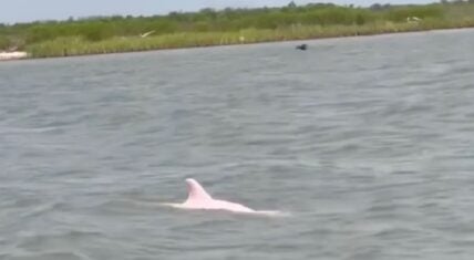Rare pink dolphin spotted off the Louisiana coast