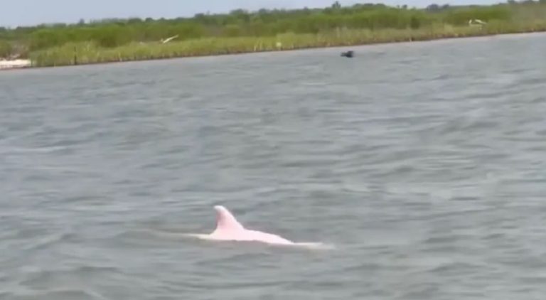 Rare pink dolphin spotted off the Louisiana coast