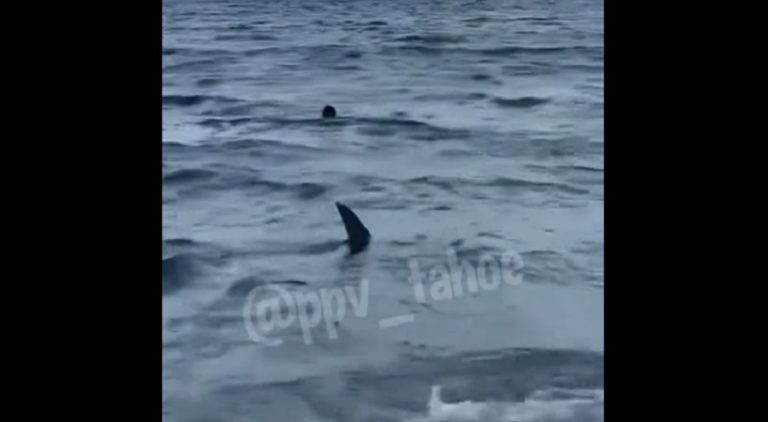 Shark seen swimming near shoreline in Miami
