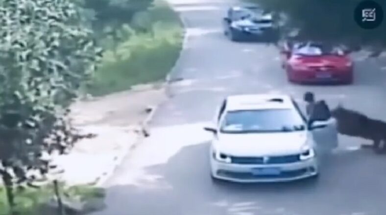 Woman gets dragged by tiger after arguing with her husband