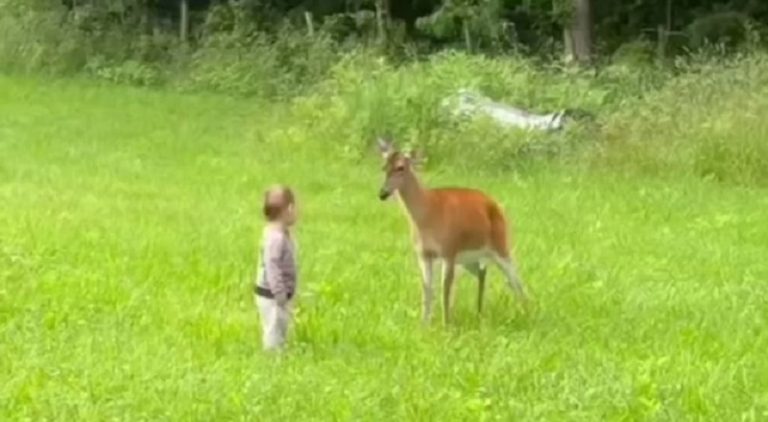 Deer pounces on toddler after the child tried to touch it