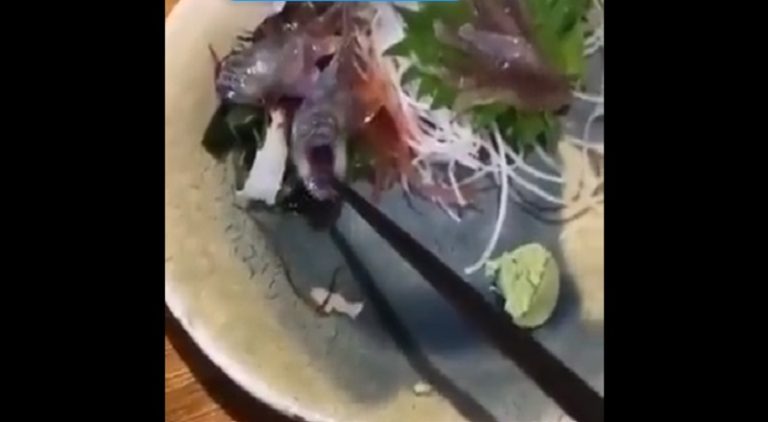 Fish served at a restaurant bites a customer's chopstick