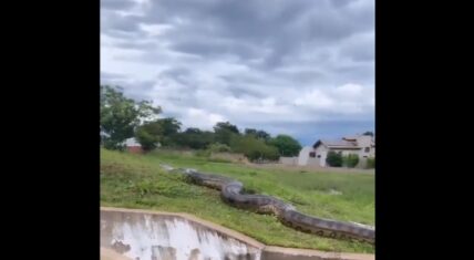 Gigantic anaconda snake seen behind a neighborhood