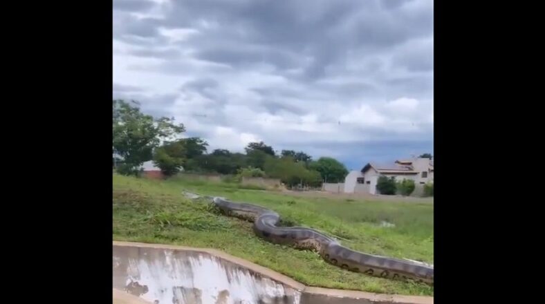 Gigantic anaconda snake seen behind a neighborhood