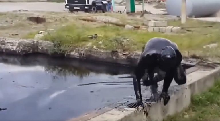 Man jumps in an oil pit and has immediate regrets afterwards