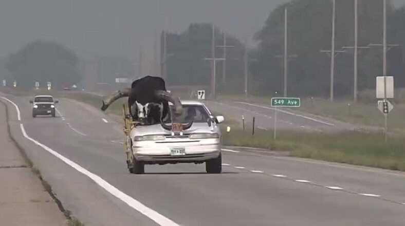 Nebraska police pulled over man with a bull riding shotgun