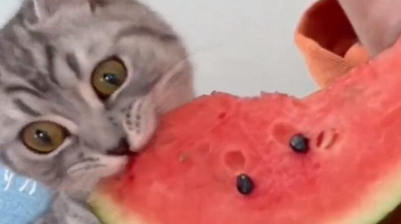 Cat has a hilarious reaction to eating watermelon