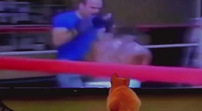 Cat watches Mike Tyson box and then boxes like Tyson