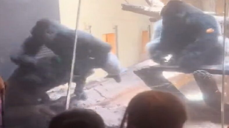 Gorillas get into huge fight at the zoo as people watch