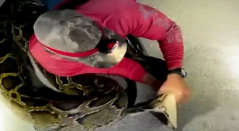 Man grabs massive snake's neck while it's trying to attack
