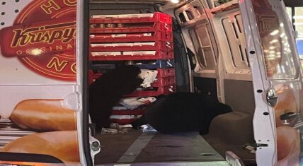 Mother bear and cub raid a Krispy Kreme delivery van in Alaska