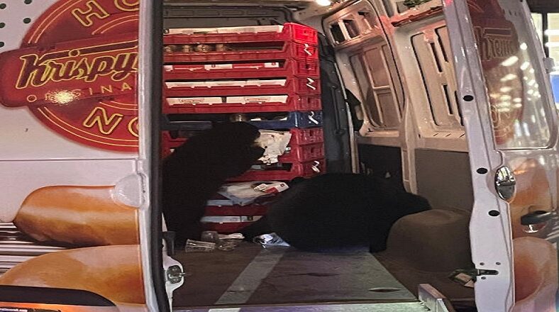 Mother bear and cub raid a Krispy Kreme delivery van in Alaska