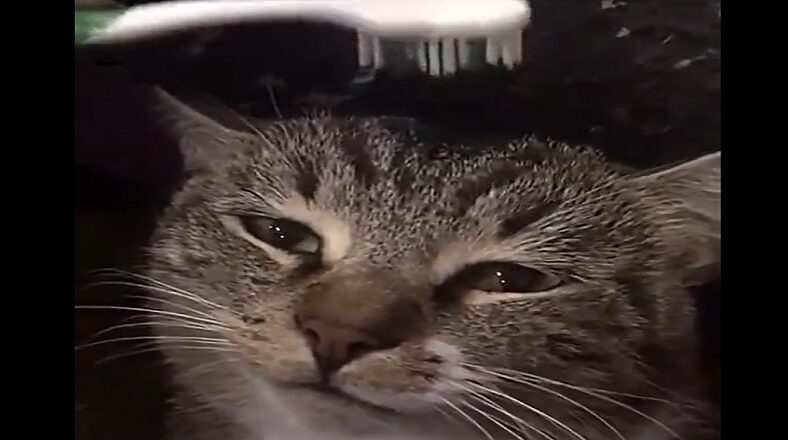 Woman rubs her pet cat's head with a wet toothbrush