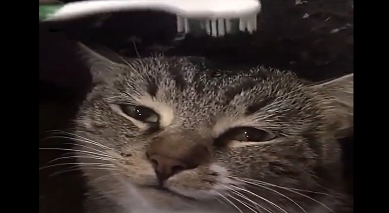 Woman rubs her pet cat's head with a wet toothbrush