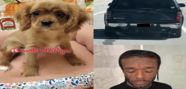 Lil Uzi Vert incorrectly listed as suspect in missing puppy case