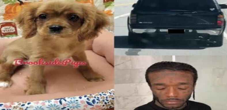 Lil Uzi Vert incorrectly listed as suspect in missing puppy case