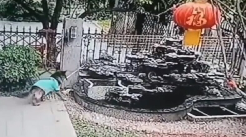 Dog uses fishnet to get a child's ball out of a fountain