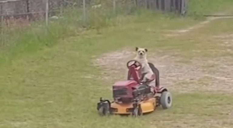 Man is in disbelief as he sees a dog riding a lawnmower