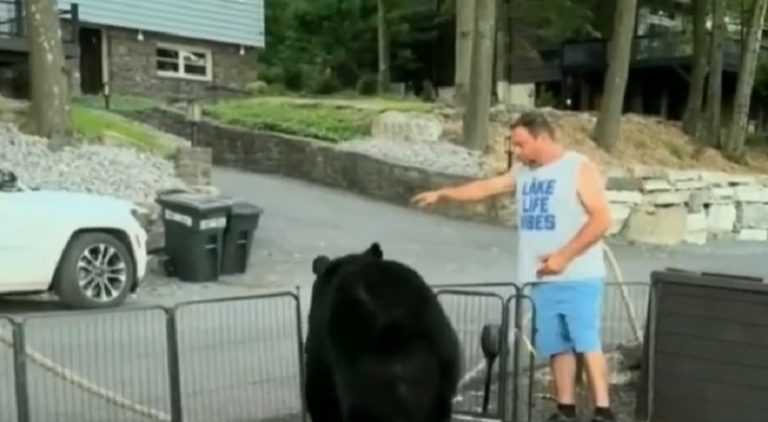 Man tells a bear to leave his cookout and the bear leaves