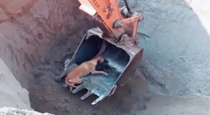 Dog falls into pit and is saved by an excavator