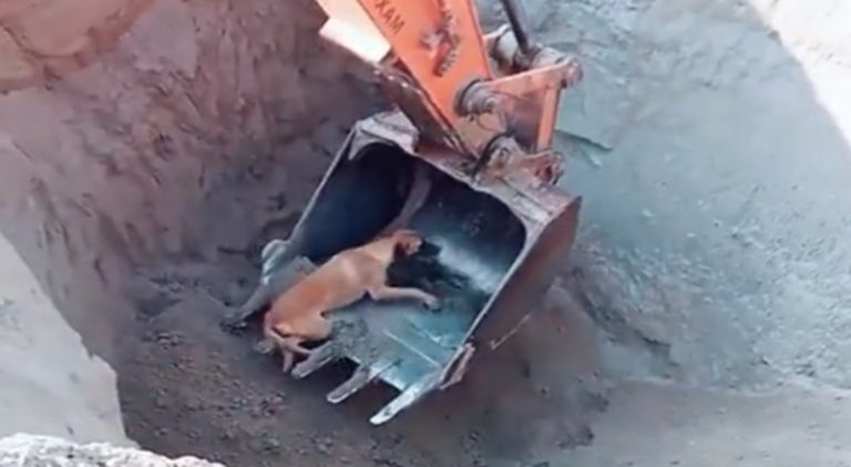 Dog falls into pit and is saved by an excavator