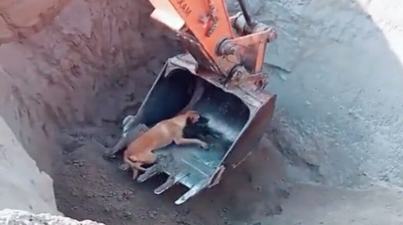 Dog falls into pit and is saved by an excavator