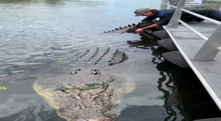 Fisherman grabs tail of prehistorically huge alligator