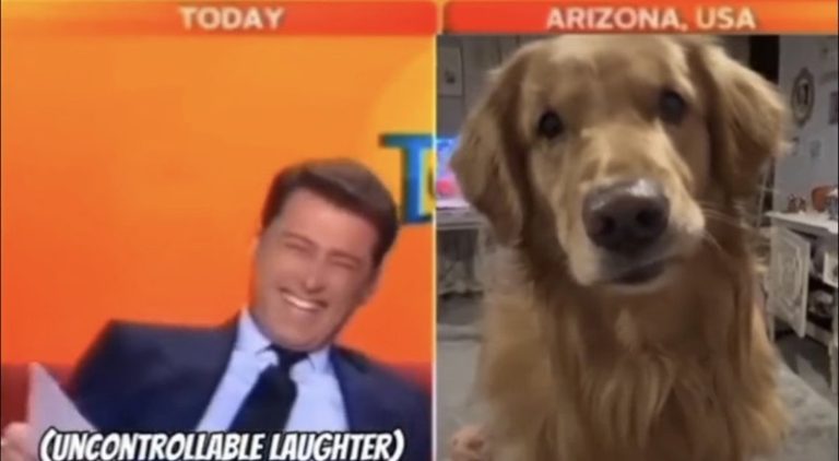 News reporter laughs because dog interrupted broadcast
