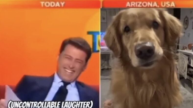 News reporter laughs because dog interrupted broadcast