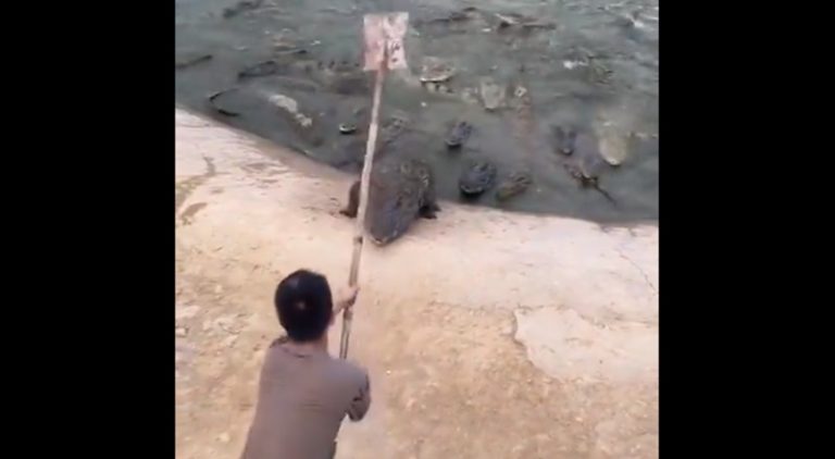 Man hits large alligator with a shovel to avoid being attacked by it