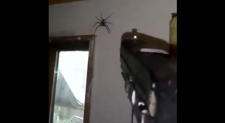 Man shoots a massive spider with a gun