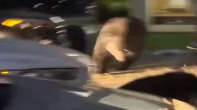 Man tries to intimidate bear with his dog and they get chased