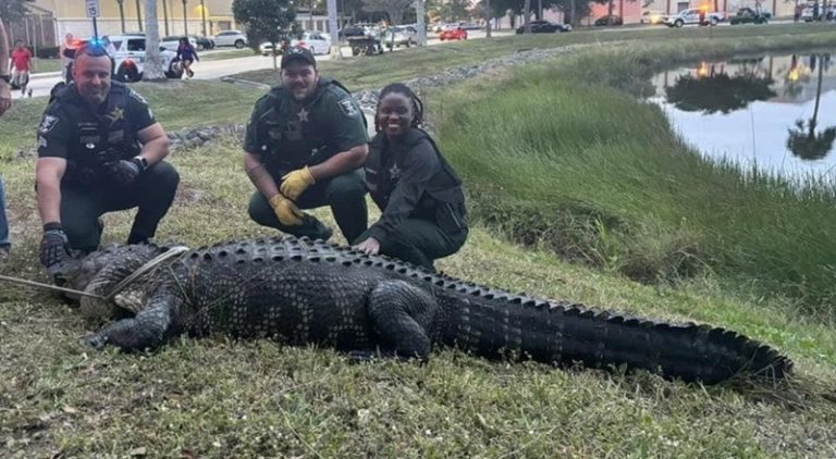 Police capture massive alligator outside of a mall in Florida
