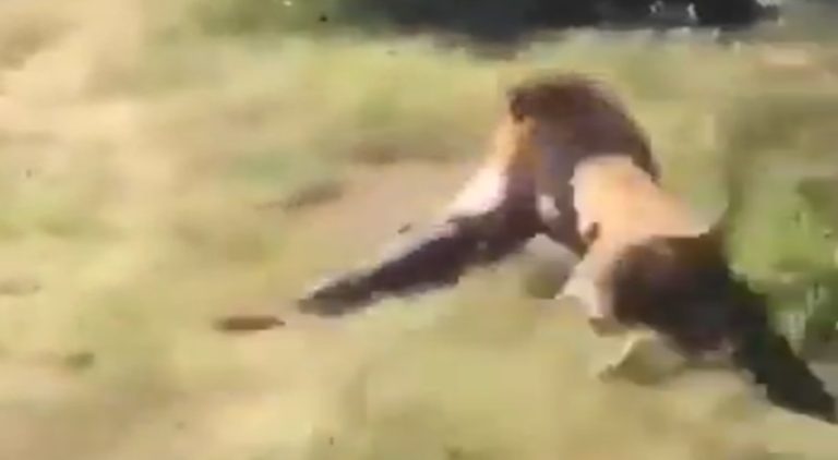 Lion attacks and drags an elderly man like he's a doll