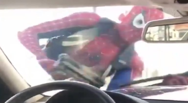 Man dressed like Spiderman washes car windshield at stop sign